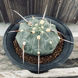 サボテン:ギムノカリキウム バッテリ 実生*幅7.5cm 現品!一品限り