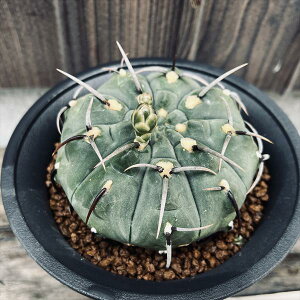 サボテン:ギムノカリキウム バッテリ 実生*幅7.5cm 現品!一品限り ※傷あり