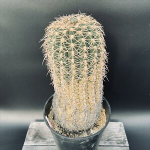 T{eFMmJLE@V*14cm@iIi@mF