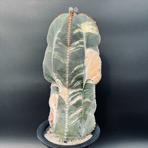 T{eFAXgtBc lpaP*15cm@iIi@mF