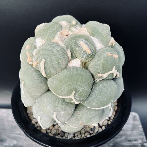 T{eFAIJvX ςn O@cMi_j*15cm@iIi