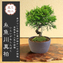 楽天市場】盆栽 真柏の通販