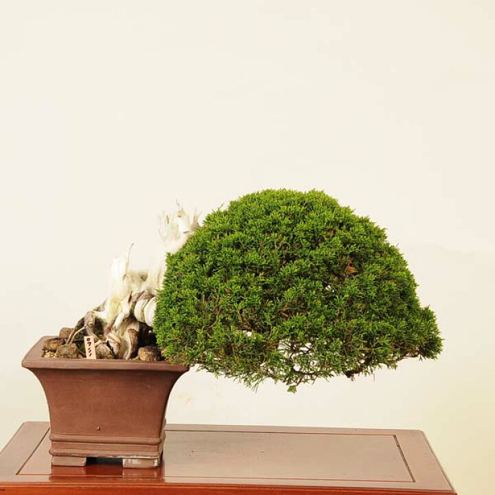 盆栽 特選：糸魚川真柏 現品* しんぱく シンパク Shinpaku bonsai 中品 