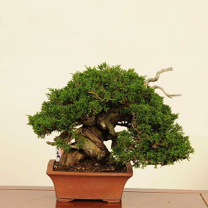 小品盆栽 真柏 盆栽 植木の人気商品・通販・価格比較 - 価格.com