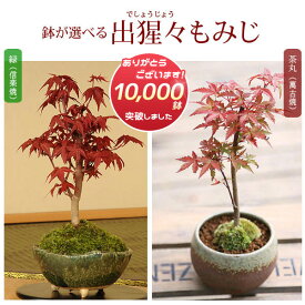 【即日出荷可！】◇楽天1位◇小品盆栽：出猩々もみじ*鉢が選べるbonsai