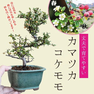 yo׉zi~́F܂iˏėΔj*bonsai