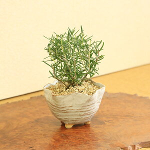 xĂ߂ hV̓ Mtgyo׉za_Fn[u~̓[Y}[*iMyԌ^ό`@tj ́[bonsai