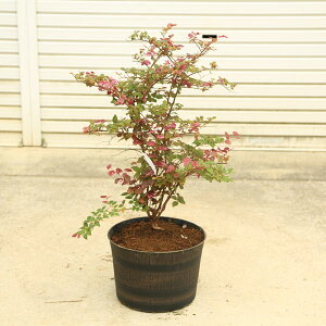 ؁EA؁EV{c[FgL}TN@ʁijS80cm@؎|bgA@i@*ԉԃgL}TN@Ֆ@tU