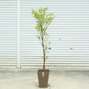 庭木・植木：姫シャラ（ひめしゃら）wツイスト　硬質プラスチック鉢　樹高110cm　現品限り　*佐川急便