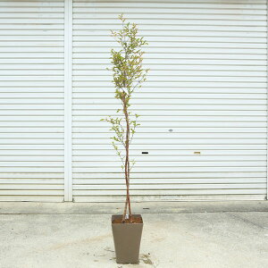 ؁EA؁FPViЂ߂jwcCXg@dvX`bN@130cm@i@*}