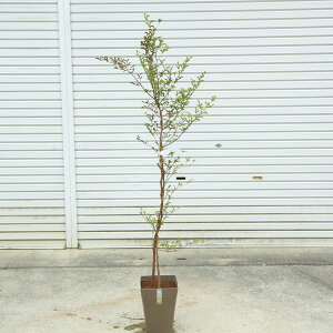 ؁EA؁FPViЂ߂jwcCXg@dvX`bN@150cm@i@*}