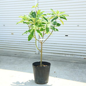 i؁EA؁ENǂFYni䂸́jt@110cm@iI*}֔