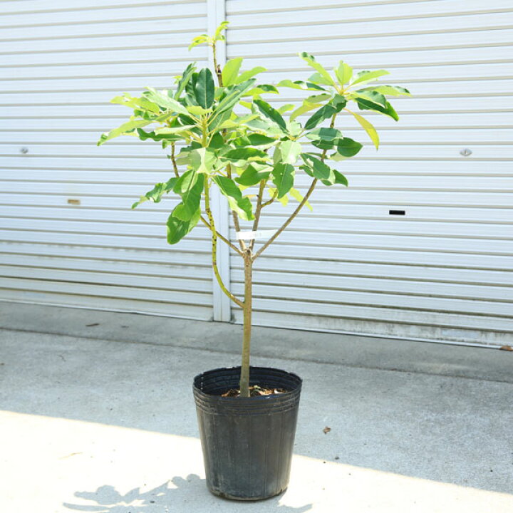 楽天市場】現品庭木・植木・縁起良し：ユズリハ（ゆずりは）譲り葉 
