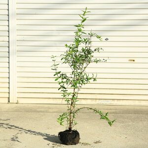 ؁@A c؁FUNiJtHjAUNjF100cm*ўց@