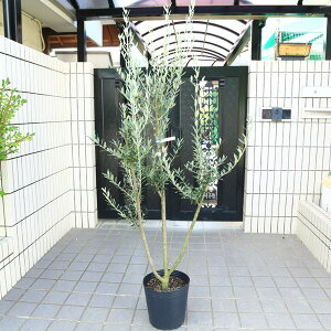 I؁EA؁FI[uiCI[j*@S9|bgA@S150cm i@}֔z@[