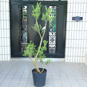 I؁EA؁FI[uilofBuRj*@S9|bgA@S150cm i@}֔z@[