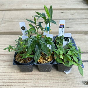 苗:山野草6ヶセット【得】*さんやそう サンヤソウ