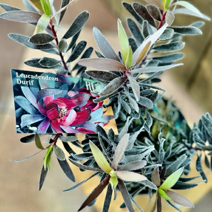 楽天市場】鉢花 観葉植物：リューカデンドロン デュリフ*5号 黒 