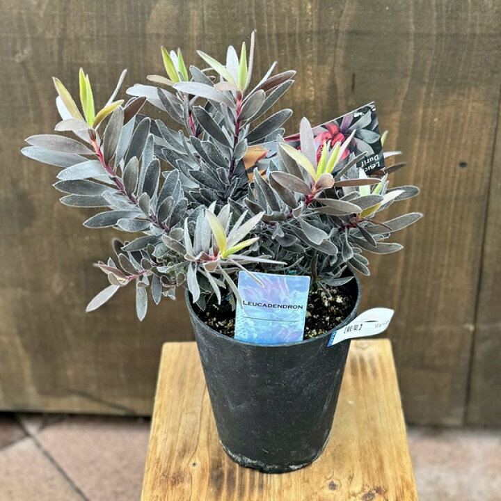 楽天市場】鉢花 観葉植物：リューカデンドロン デュリフ*5号 黒 