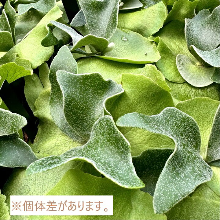 楽天市場】おしゃれ 観葉植物：ビカクシダ コウモリランアルキコルネ 