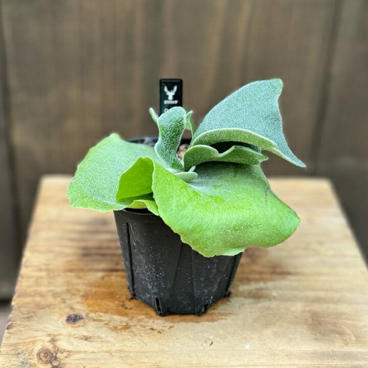 楽天市場】おしゃれ 観葉植物：ビカクシダ コウモリランアルキコルネ 