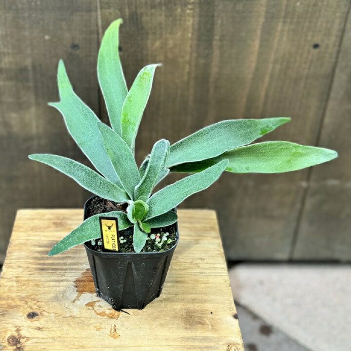楽天市場】おしゃれ 観葉植物：ビカクシダ コウモリラン ベイチー 
