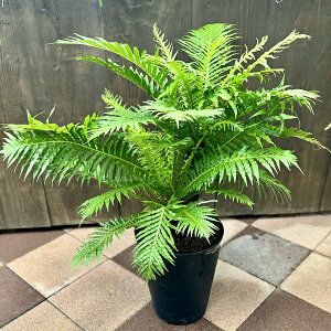 @ϗtA@mV_AFuNi Vo[fB[*ZA[g