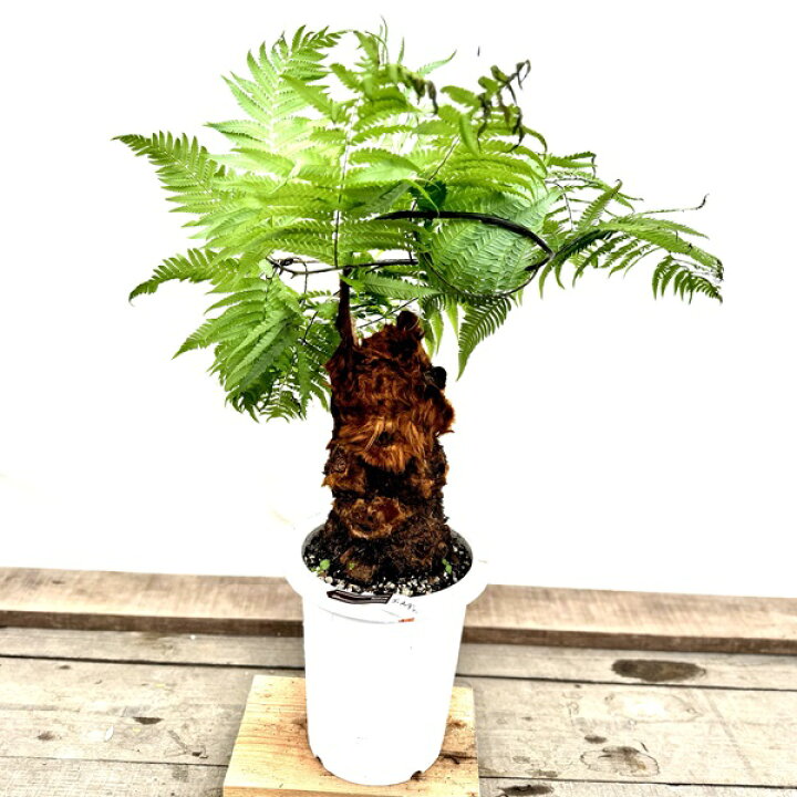 楽天市場】おしゃれ 観葉植物 キンモウコウ：ゴールデンモンキー 
