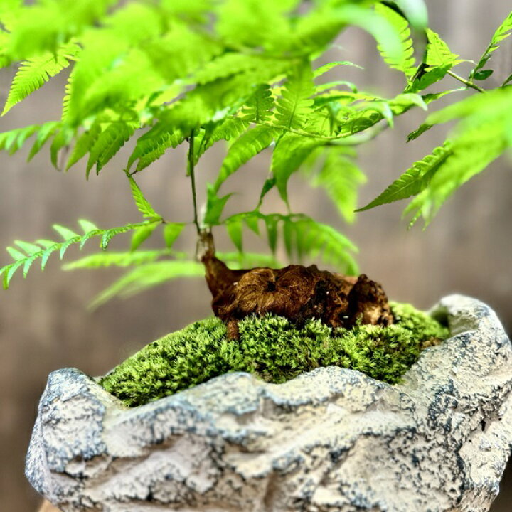 楽天市場】おしゃれ 観葉植物 キンモウコウ：ゴールデンモンキー 
