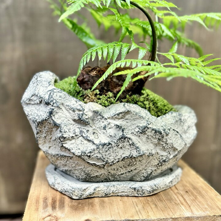 楽天市場】おしゃれ 観葉植物 キンモウコウ：ゴールデンモンキー 