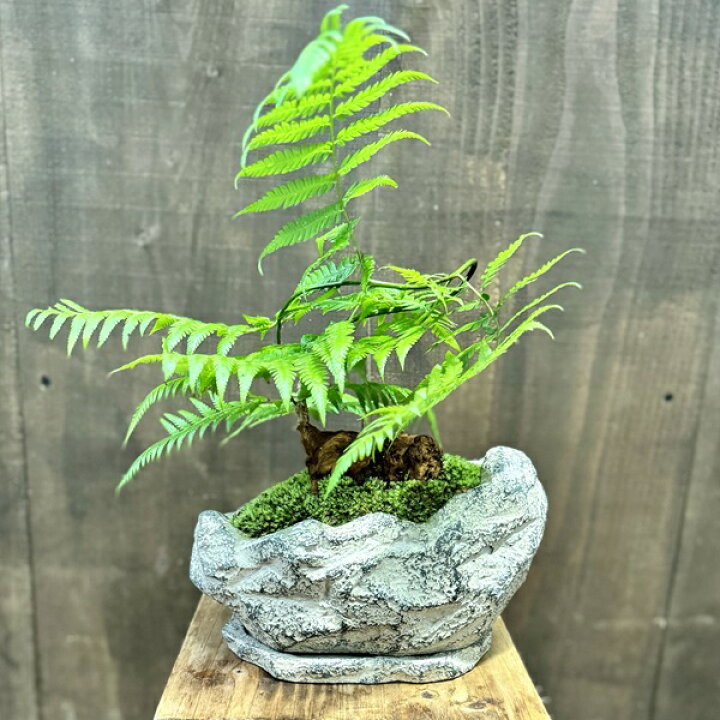 楽天市場】おしゃれ 観葉植物 キンモウコウ：ゴールデンモンキー 