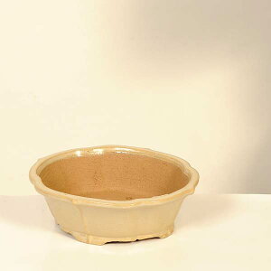 ㏬Fď@ȉ~yiz*shibakatu@19.5cm