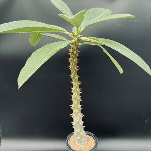 R[fbNXFpL|fBE@oj[ @L*򍪕5cm