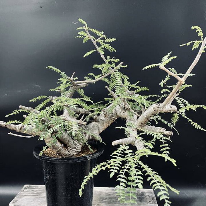 楽天市場】コーデックス：ボスウェリア ネグレクタ*幅45cm 現品 一品 