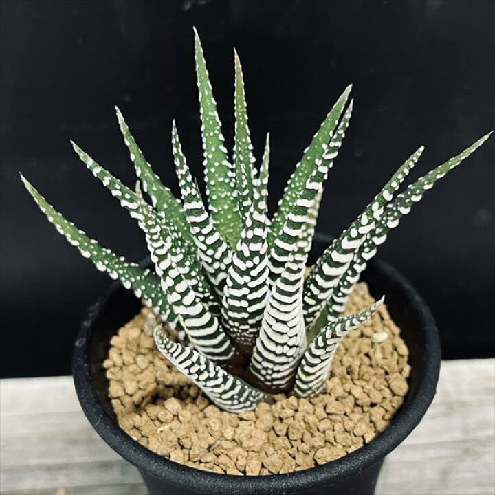 楽天市場】多肉植物：ハオルチア 十二の巻*L 幅8cm : 遊恵盆栽 楽天 
