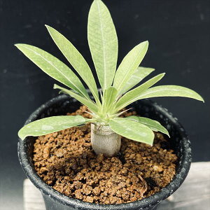 R[fbNXFpL|fBE fVt[×}JCGZ *S@򍪕1.2cm