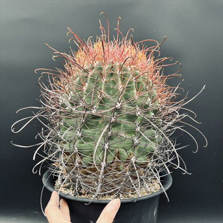 楽天市場】サボテン：フェロカクタス 旋風玉*幅21cm 現品！一品限り  