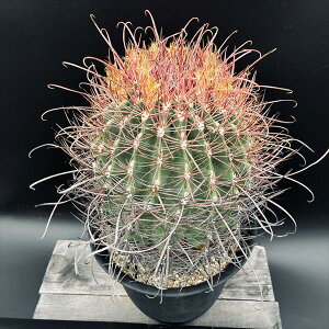 T{eFtFJN^X@*21cm@iIi@mF