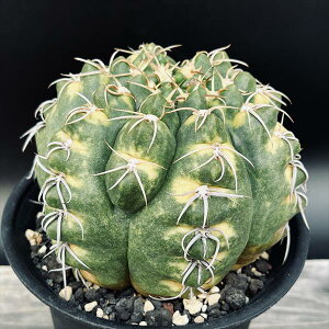 サボテン:ギムノカリキウム 疣斑海王丸錦*幅12cm 現品!一品限り ★根未確認