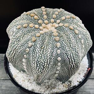 T{eFAXgtBc@ہ@_cM*19cm@iIi