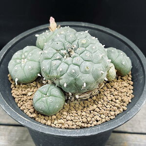 T{eFtHtH@GH*11cm@iIi