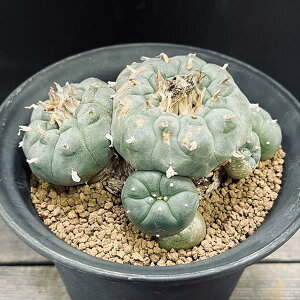 T{eFtHtH@GH*12.5cm@iIi