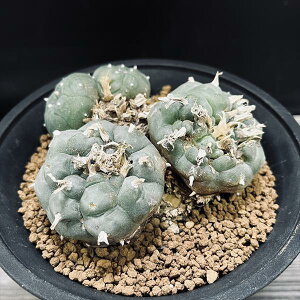 T{eFtHtH@GH*10.5cm@iIi