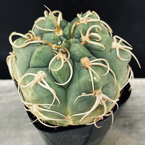 サボテン:ギムノカリキウム 狂刺海王丸*幅9cm 現品!一品限り ★根未確認