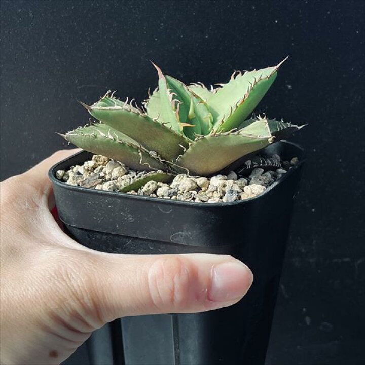 楽天市場】多肉植物：アガベ オテロイ 実生*幅10cm : 遊恵盆栽 楽天 