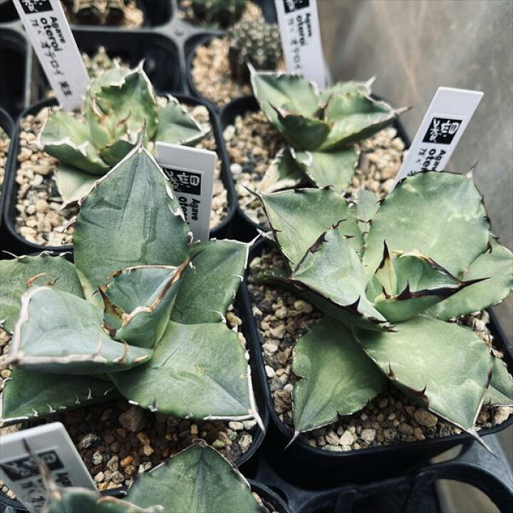 楽天市場】多肉植物：アガベ オテロイ 実生*幅10cm : 遊恵盆栽 楽天 