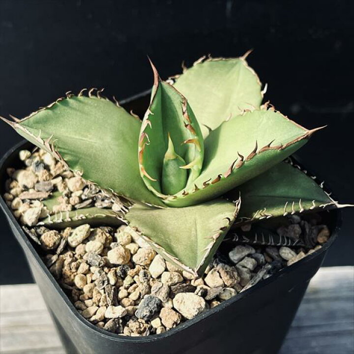楽天市場】多肉植物：アガベ オテロイ 実生*幅10cm : 遊恵盆栽 楽天  