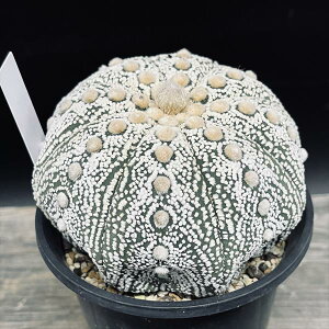 T{eFAXgtBc@*10cm@iIi@mF