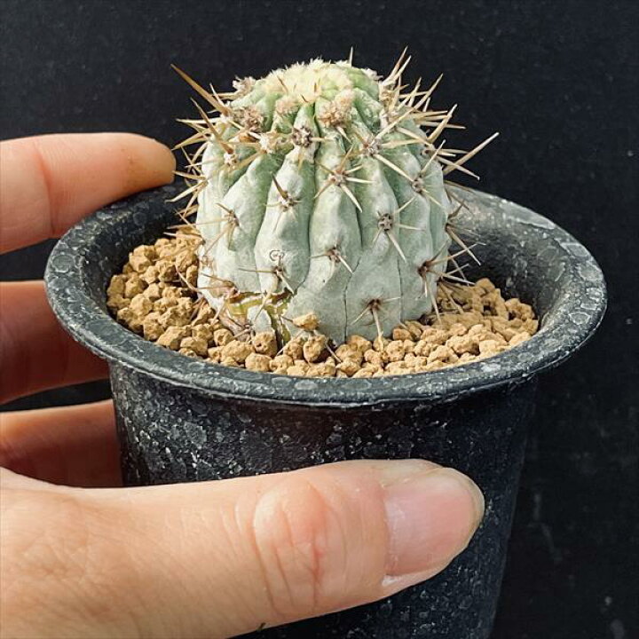 楽天市場】サボテン：コピアポア ギガンティア 自根*幅4cm 現品！一品  