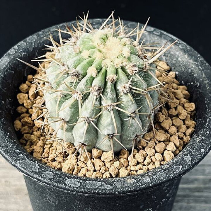 楽天市場】サボテン：コピアポア ギガンティア 自根*幅4cm 現品！一品  